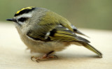 BIRD - KINGLET - GOLDEN CROWNED - LAKE FARM E.jpg