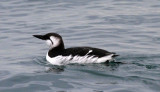 BIRD - MURRE - COMMON MURRE - STRAIT OF JUAN DE FUCA WA E.jpg