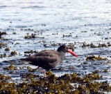 BIRD - OYSTERCATCHER - BLACK OYSTERCATCHER - PORT ANGELES HARBOR WA (2).JPG