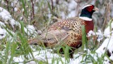 BIRD - PHEASANT - RING-NECKED PHEASANT - DUNGENESS SPIT NWR - SEQUIM WA (10).JPG