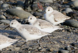 BIRD - SANDERLINGS - EDIZ HOOK PA HARBOR (9).jpg