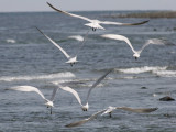 BIRD - TERN - CASPIAN TERNS - ELWHA RIVER MOUTH WA (55).JPG