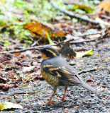 BIRD - THRUSH - VARIED THRUSH - IXOREUS NAEVIUS - PILLAR POINT WA - STRAIT OF JUAN DE FUCA (6).JPG