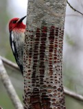 BIRD - WOODPECKER - SAPSUCKER - RED-BREASTED SAPSUCKER - SPHYRAPICUS RUBER - LAKE FARM TRAILS WA (15).JPG