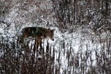 CANID - COYOTE - NORTHWESTERN COYOTE - DUNGENESS RIVER WA (5).jpg