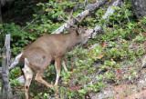 CERVID - DEER - BLACK-TAILED DEER - BUCK - HURRICANE RIDGE ROAD (18).jpg