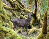 CERVID - DEER - BLACK-TAILED DEER - ELWHA RIVER VALLEY (31).JPG