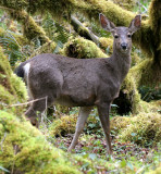 CERVID - DEER - BLACK-TAILED DEER - ELWHA RIVER VALLEY (32).jpg