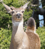 CERVID - DEER - BLACK-TAILED DEER - HURRICANE RIDGE (12).jpg