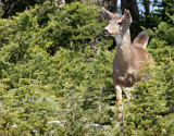 CERVID - DEER - BLACK-TAILED DEER - HURRICANE RIDGE (4).jpg