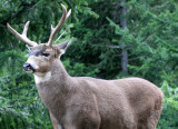 CERVID - DEER - COLUMBIA BLACK-TAIL DEER - RIDGE ROAD ONP (3).JPG