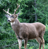 CERVID - DEER - COLUMBIA BLACK-TAIL DEER - RIDGE ROAD ONP (7).JPG