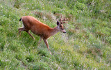 CERVID - DEER - COLUMBIA BLACK-TAILED DEER - OLYMPIC NATIONAL PARK (21).JPG