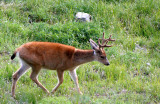 CERVID - DEER - COLUMBIA BLACK-TAILED DEER - OLYMPIC NATIONAL PARK (26).JPG