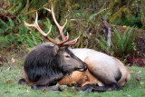 CERVID - ELK - BULL ROOSEVELT ELK - HOH RAINFOREST WA (21).JPG