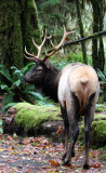 CERVID - ELK - BULL ROOSEVELT ELK - HOH RAINFOREST WA (43).JPG