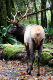 CERVID - ELK - BULL ROOSEVELT ELK - HOH RAINFOREST WA (44).JPG