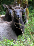 CERVID - ELK - ROOSEVELT ELK - CERVUS ELAPHUS ROOSEVELTI - HOH RIVER VALLEY - ONP WA (126).jpg