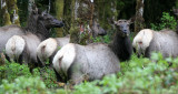 CERVID - ELK - ROOSEVELT ELK - CERVUS ELAPHUS ROOSEVELTI - HOH RIVER VALLEY - ONP WA (133).JPG