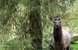 CERVID - ELK - ROOSEVELT ELK - CERVUS ELAPHUS ROOSEVELTI - HOH RIVER VALLEY - ONP WA (44).JPG