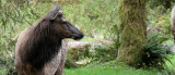 CERVID - ELK - ROOSEVELT ELK - CERVUS ELAPHUS ROOSEVELTI - HOH RIVER VALLEY - ONP WA (45).JPG