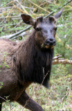 CERVID - ELK - ROOSEVELT ELK - CERVUS ELAPHUS ROOSEVELTI - HOH RIVER VALLEY - ONP WA (87).jpg