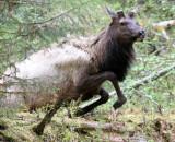 CERVID - ELK - ROOSEVELT ELK - CERVUS ELAPHUS ROOSEVELTI - HOH RIVER VALLEY - ONP WA (96).JPG