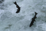 FISH - SALMON - COHO SALMON - SALMON CASCADES ON SOL DUC RIVER (30) (Small).jpg