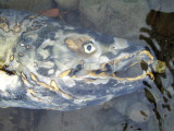 FISH - SALMON CARCASS ON DUNGENESS RIVER (4).jpg