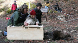 MUSTELID - FISHER RELEASE JAN 2008 - OLYMPIC NATIONAL PARK
