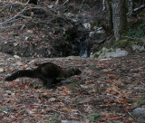 MUSTELID - FISHER RELEASE JAN 2008 - OLYMPIC NATIONAL PARK