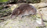 INSECTIVORE - SHREW - TROWBRIDGES SHREW - SOREX TROWBRIDGII - LAKE FARM TRAILS WASHINGTON (3).JPG