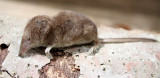 INSECTIVORE - SHREW - VAGRANT SHREW - SOREX VAGRANS - LAKE FARM TRAILS NEAR CREAK, WASHINGTON.JPG