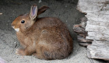 LAGOMORPHA - RABBIT - SNOWSHOE HARE - ELWHA RIVER MOUTH TRAILS (6).JPG