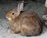 LAGOMORPHA - RABBIT - SNOWSHOE HARE - ELWHA RIVER MOUTH TRAILS (8).JPG