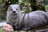 MUSTELID - OTTER - RIVER OTTER - HOH RAINFOREST WA (30).JPG