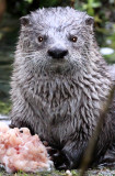 MUSTELID - OTTER - RIVER OTTER - HOH RAINFOREST WA (31).jpg