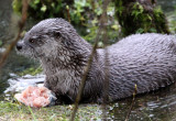 MUSTELID - OTTER - RIVER OTTER - HOH RAINFOREST WA (38).JPG