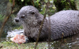 MUSTELID - OTTER - RIVER OTTER - HOH RAINFOREST WA (39).JPG