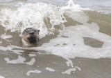 MUSTELLID - OTTER - RIVER OTTER - LAKE FARM BEACH WA A (3).jpg