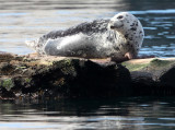 PINNIPED - SEAL - HARBOR SEAL - PORT ANGELES HARBOR (4).JPG