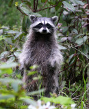 RACOON - LAKE FARM TRAILS WA - SEEN FROM OFFICE WINDOW (16).JPG