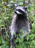 RACOON - LAKE FARM TRAILS WA - SEEN FROM OFFICE WINDOW (6).JPG