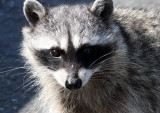 RACOON - NORTHERN RACOON - PORT ANGELES WA.JPG