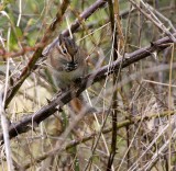 RODENT - CHIPMUNK - TOWNSEND'S CHIPMUNK - LAKE FARM WA (7).JPG