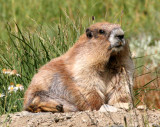 RODENT - MARMOT - OLYMPIC MARMOT - OLYMPIC NATIONAL PARK (13).JPG