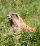 RODENT - MARMOT - OLYMPIC MARMOT - OLYMPIC NATIONAL PARK (16).JPG