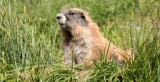 RODENT - MARMOT - OLYMPIC MARMOT - OLYMPIC NATIONAL PARK (17).JPG