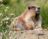 RODENT - MARMOT - OLYMPIC MARMOT - OLYMPIC NATIONAL PARK (7).JPG