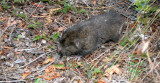 RODENT - MOUNTAIN BEAVER - APLODONTIA - LAKE FARM TRAILS (13).JPG